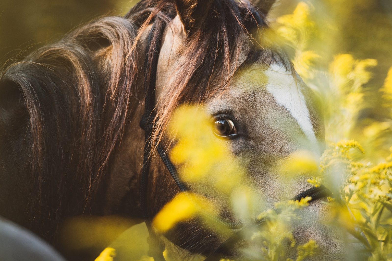 Pferd im Rapsfeld
