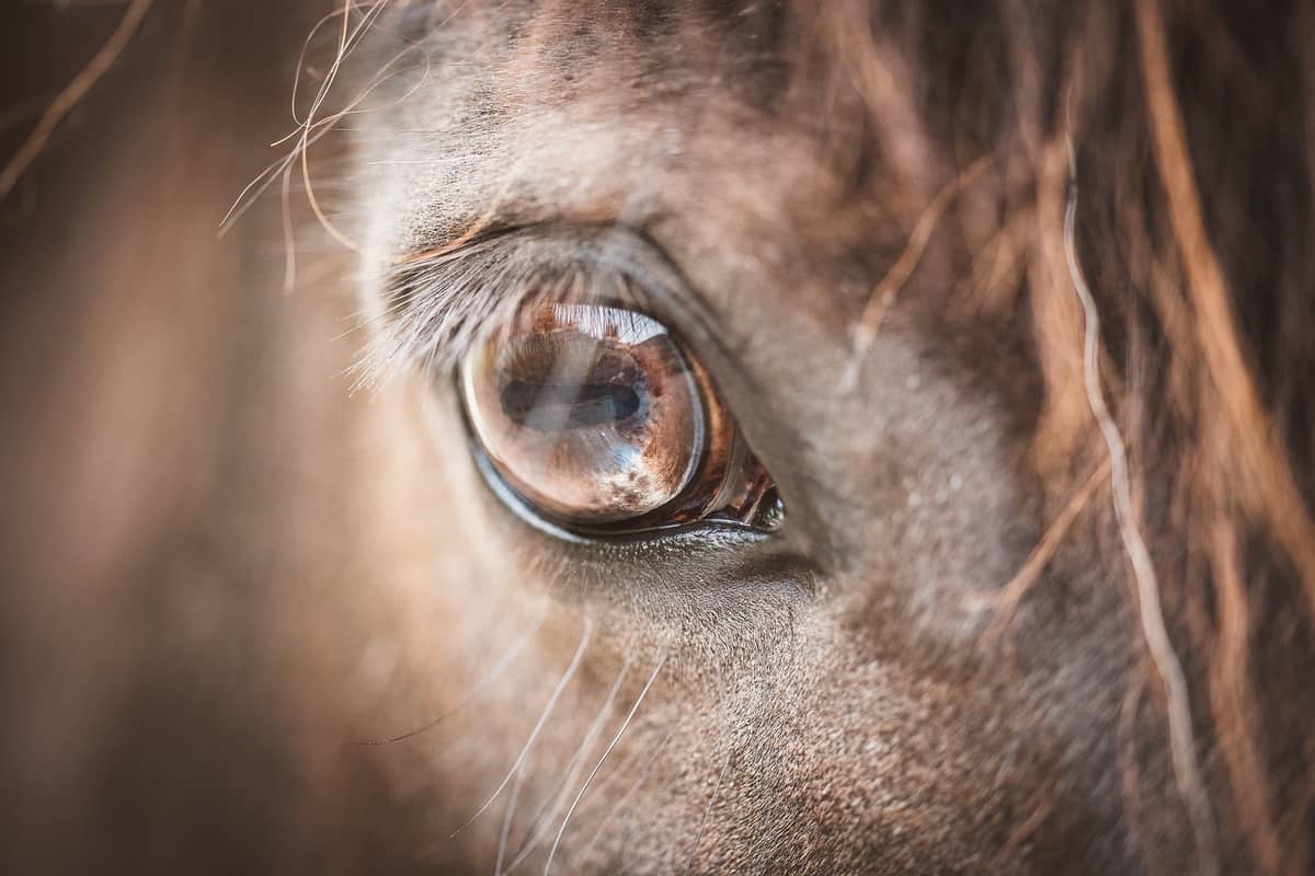 Nahaufnahme: das ruhige, vertrauensvolle Auge eines braunen Pferdes