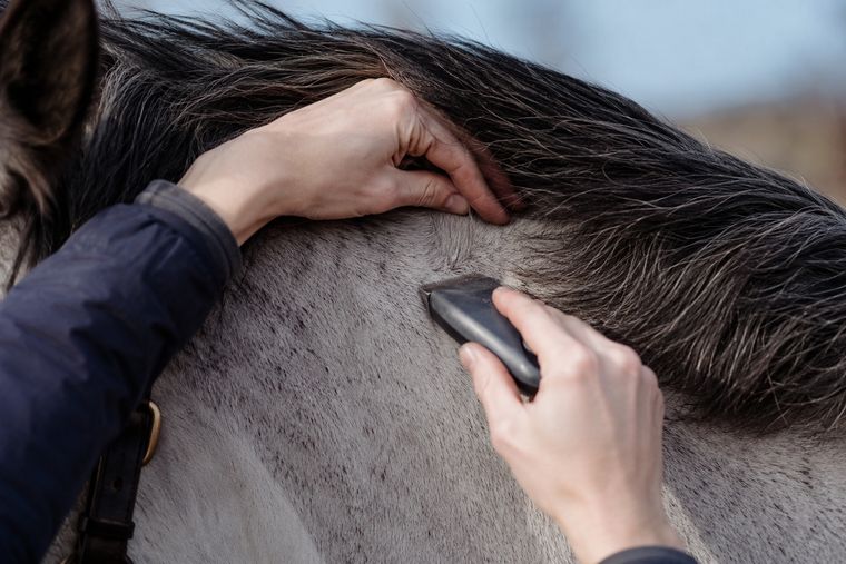 Haarprobe wird sanft entnommen
