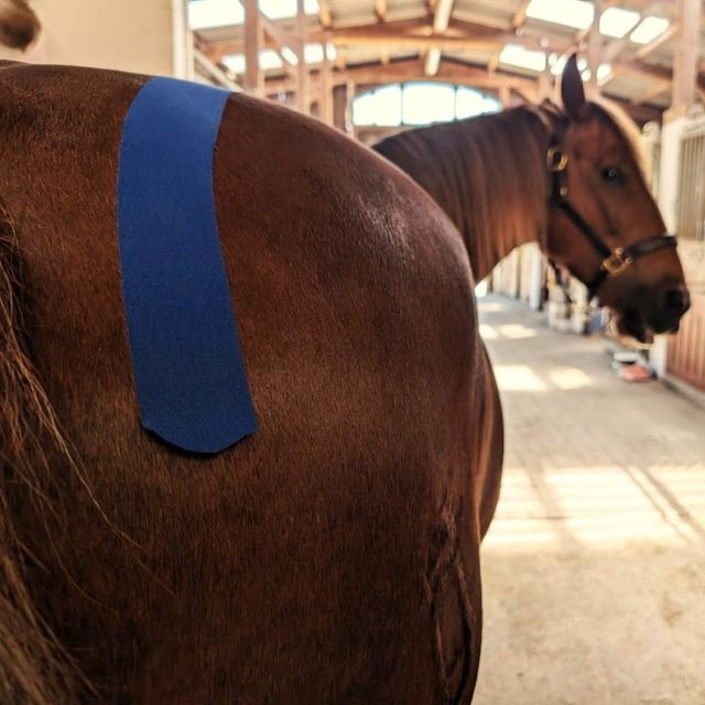 Kinesio-Taping am Pferd