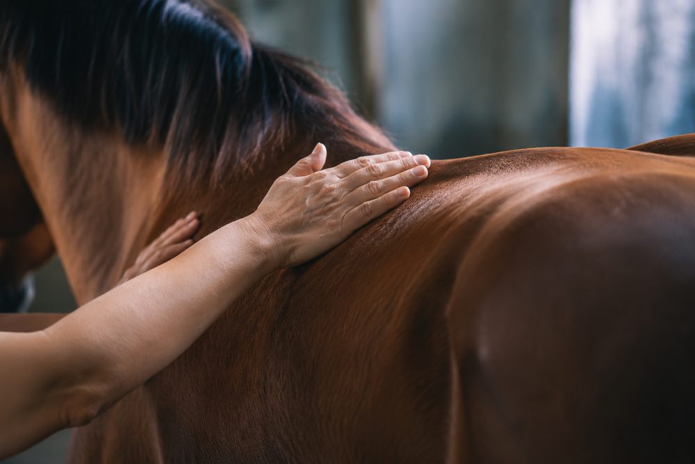 Sanfte physiotherapeutische Hände am Pferderücken