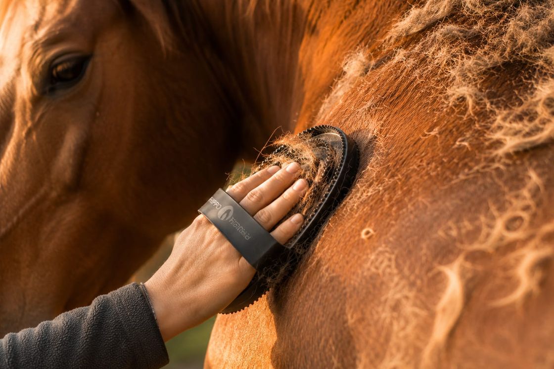 Fellwechsel beim Pferd unterstützen — was der Körper jetzt braucht
